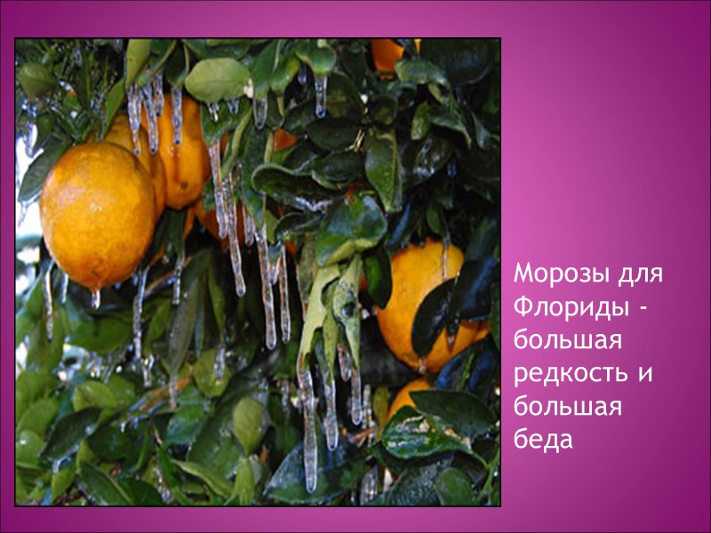 Морозы для Флориды - большая редкость и большая беда